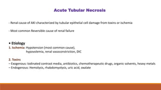 - Renal cause of AKI characterized by tubular epithelial cell damage from toxins or ischemia
- Most common Reversible cause of renal failure
• Etiology
1. Ischemia: Hypotension (most common cause),
hypovolemia, renal vasoconstriction, DIC
2. Toxins
– Exogenous: Iodinated contrast media, antibiotics, chemotherapeutic drugs, organic solvents, heavy metals
– Endogenous: Hemolysis, rhabdomyolysis, uric acid, oxalate
Acute Tubular Necrosis
 
