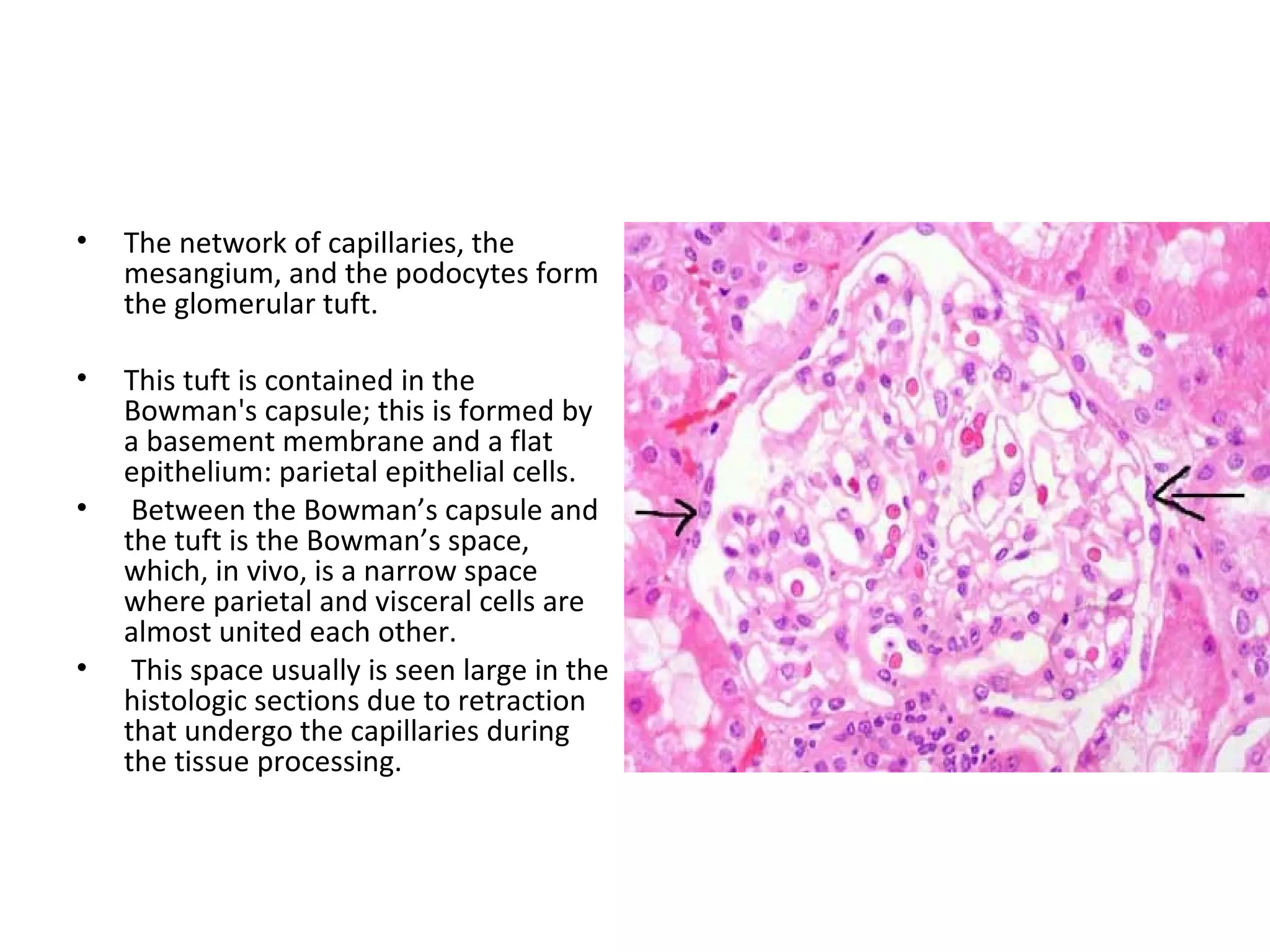 The network of capillaries, the mesangium, and the podocytes form the glomerular tuft.  This tuft is contained in the Bowman's capsule; this is formed by a basement membrane and a flat epithelium: parietal epithelial cells. Between the Bowman’s capsule and the tuft is the Bowman’s space, which, in vivo, is a narrow space where parietal and visceral cells are almost united each other. This space usually is seen large in the histologic sections due to retraction that undergo the capillaries during the tissue processing. 