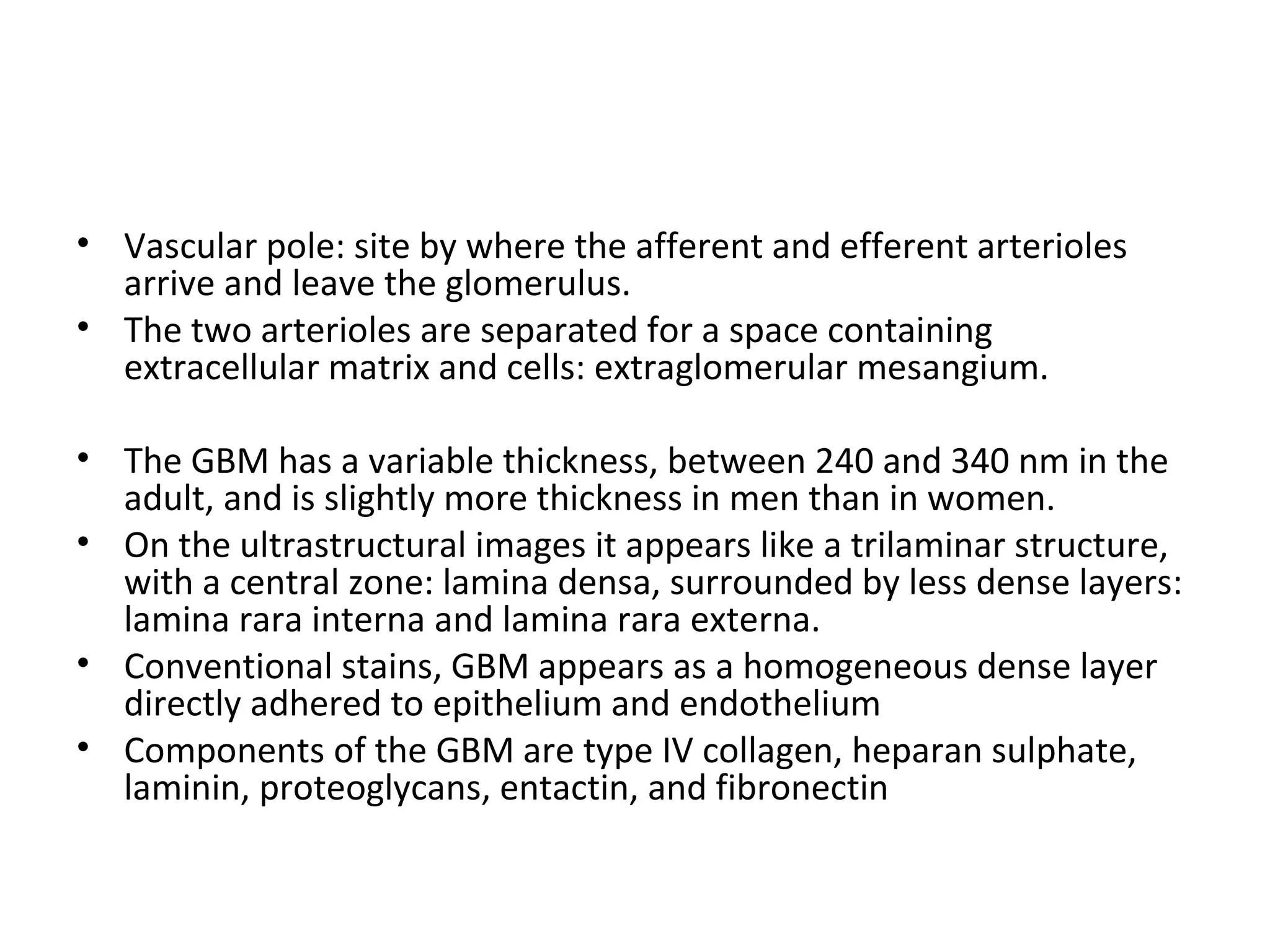 Vascular pole: site by where the afferent and efferent arterioles arrive and leave the glomerulus.  The two arterioles are separated for a space containing extracellular matrix and cells: extraglomerular mesangium. The GBM has a variable thickness, between 240 and 340 nm in the adult, and is slightly more thickness in men than in women.  On the ultrastructural images it appears like a trilaminar structure, with a central zone: lamina densa, surrounded by less dense layers: lamina rara interna and lamina rara externa.  Conventional stains, GBM appears as a homogeneous dense layer directly adhered to epithelium and endothelium Components of the GBM are type IV collagen, heparan sulphate, laminin, proteoglycans, entactin, and fibronectin  