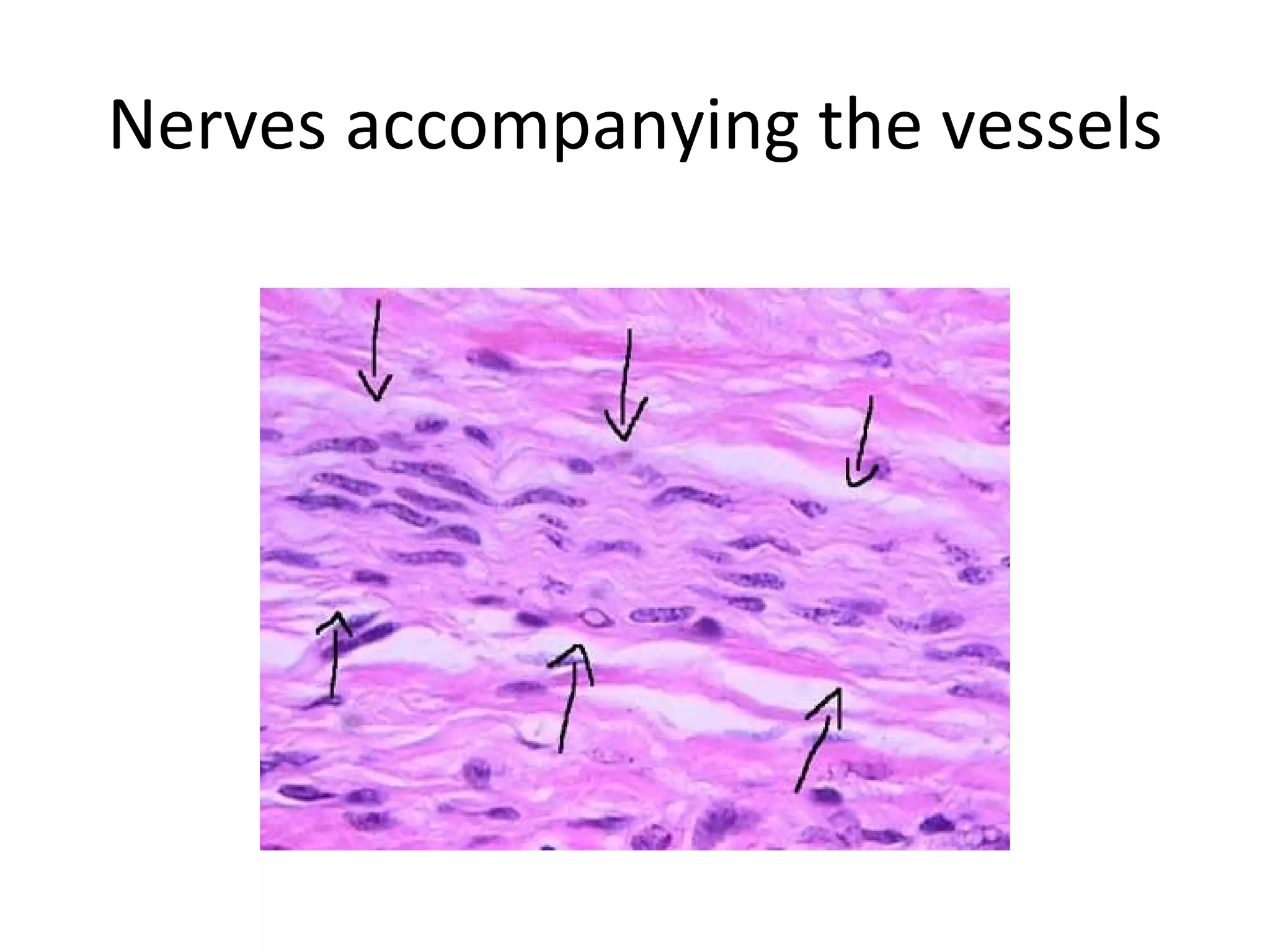 Nerves accompanying the vessels 