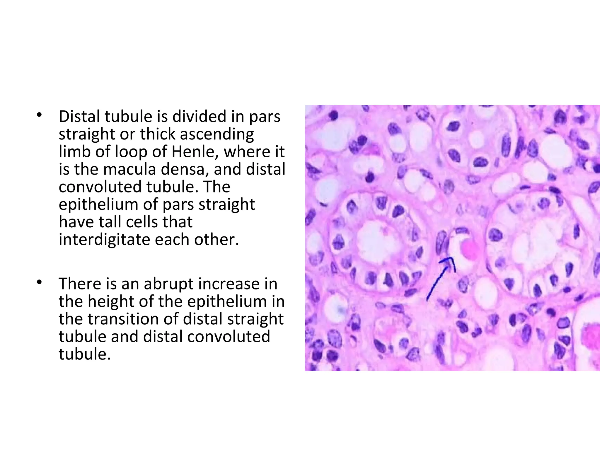 Distal tubule is divided in pars straight or thick ascending limb of loop of Henle, where it is the macula densa, and distal convoluted tubule. The epithelium of pars straight have tall cells that interdigitate each other. There is an abrupt increase in the height of the epithelium in the transition of distal straight tubule and distal convoluted tubule.  