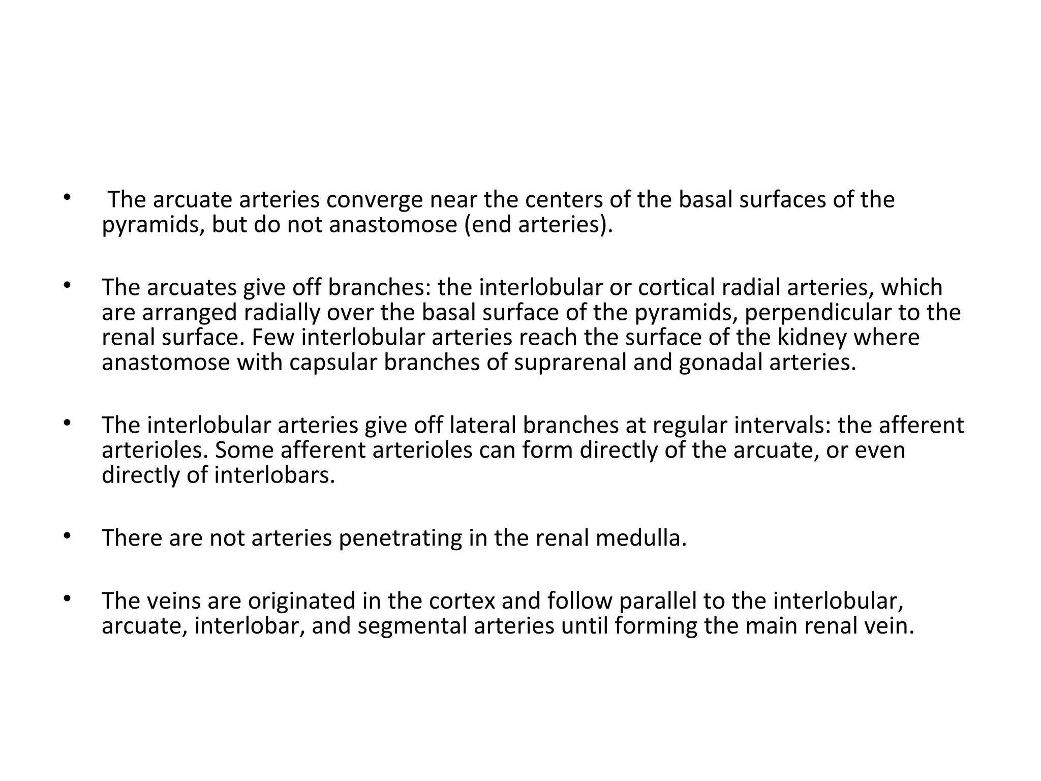 The arcuate arteries converge near the centers of the basal surfaces of the pyramids, but do not anastomose (end arteries). The arcuates give off branches: the interlobular or cortical radial arteries, which are arranged radially over the basal surface of the pyramids, perpendicular to the renal surface. Few interlobular arteries reach the surface of the kidney where anastomose with capsular branches of suprarenal and gonadal arteries. The interlobular arteries give off lateral branches at regular intervals: the afferent arterioles. Some afferent arterioles can form directly of the arcuate, or even directly of interlobars. There are not arteries penetrating in the renal medulla. The veins are originated in the cortex and follow parallel to the interlobular, arcuate, interlobar, and segmental arteries until forming the main renal vein.  