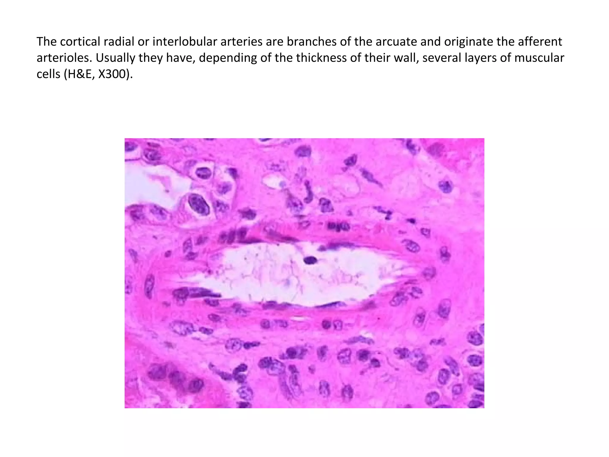 The cortical radial or interlobular arteries are branches of the arcuate and originate the afferent arterioles. Usually they have, depending of the thickness of their wall, several layers of muscular cells (H&E, X300). 