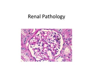 Renal Pathology 