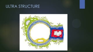 ULTRA STRUCTURE

 