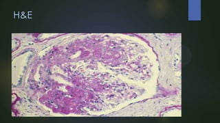 H&E

 