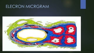 ELECRON MICRGRAM

 