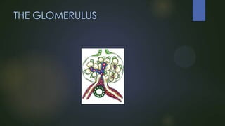 THE GLOMERULUS

 