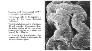 • Scanning electron micrograph (3300×)
of rat glomerular capillaries.
• The urinary side of the capillary is
covered by the highly branched
podocytes.
• The interdigitating system of primary
(P) and secondary (F) processes lines
the entire surface of the glomerular
basement membrane an proceeds also
beneath the cell bodies.
• In between the interdigitating foot
processes (F) of neighbouring cells the
filtration slits are spared
 