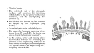 .
• Filtration barrier.
• The peripheral part of the glomerular
capillary wall comprises the fenestrated
endothelial layer (E), the glomerular basemen
membrane, and the interdigitating foot
processes (F).
• The filtration slits between the foot processes
are bridged by thin diaphragms (long
arrows).
• Arrowhead point to the endothelial pores.
• The glomerular basement membrane shows
lamina densa (2) bounded by the lamina rara
interna (l) and the lamina rar externa (3).
• In this picture, tannic acid staining allows
discrimination between the alternating foot
processes of two neighbouring podocytes: the
more densely stained processes belong to one
cell, and the others to the neighbouring cell C
= capillary lumen. 60,000×.
 