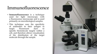 Immunofluorescence
• Immunofluorescence is a technique
used for light microscopy with
a fluorescence microscope and is used
primarily on microbiological samples.
• This technique uses the specificity
of antibodies to their antigen to
target fluorescent dyes to
specific biomolecule targets within a
cell, and therefore allows visualization
of the distribution of the target
molecule through the sample.
 