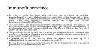 Immunofluorescence
• In order to probe the tissue with antibodies, two techniques are available:
immunofluorescence uses labelled antisera or antibodies (which require native tissue
without fixation) and immunohistochemistry (which can be done with formalin-fixed
tissue, whilst more aggressive fixatives destroy the epitopes and preclude
immunohistochemical investigations.
• The workhorses for immunofluorescence/ immunohistochemistry are antisera or
monoclonal antibodies against immunoglobulins (IgA, IgG and IgM) and components of
the classical or alternative complement pathway (C1q, C3c and C4) as well as - and -light
chains, albumin and fibrinogen.
• The pathologist should not only report whether the reaction is positive, but should also
comment on the pattern of staining, e.g. mesangial vs capillary staining pattern, linear (or
pseudolinear) vs granular staining.
• If possible, he should also describe where the deposits are located, e.g. in a
subendothelial, intramembranous or subepithelial position.
• In renal transplant biopsies, immunostaining for the C4d fragment of the complement
pathway has become extremely popular.
 