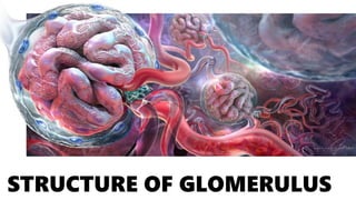 STRUCTURE OF GLOMERULUS
 