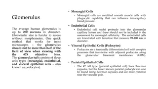 Glomerulus
• Mesangial Cells
• Mesangial cells are modified smooth muscle cells with
phagocytic capability that can influence intracapillary
blood pressure.
• Endothelial Cells
• Endothelial cell nuclei protrude into the glomerular
capillary lumen and these should not be included in the
assessment for mesangial cellularity. The endothelial cells
are fenestrated with fenestrae that measure 70-100 nm in
diameter.
• Visceral Epithelial Cells (Podocytes)
• Podocytes are a terminally differentiated cell with complex
processes that intertwine with adjacent podocytes along
the glomerular basement membranes (GBM).
• Parietal Epithelial Cells
• The 4th cell type (parietal epithelial cell) lines Bowman
capsules, but the lesser known parietal podocyte can also
be found lining Bowman capsules and are more common
near the vascular pole.
The average human glomerulus is
up to 200 microns in diameter.
Glomerular size is harder to assess
without morphometry. One quick
method that works for most
microscopes – the glomerulus
should not be more than half of the
field of view when viewing with
the 40X objective lens.
The glomerular tuft consists of three
cells types (mesangial, endothelial,
and visceral epithelial cells – also
known as podocytes).
 
