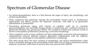 Spectrum of Glomerular Disease
• For glomerulonephritides, there is a link between the target of injury, the morphology, and
clinical manifestation.
• Those conditions that selectively damage the permeability barrier (such as membranous
nephropathy and MCD) produce the nephrotic syndrome, with little or no glomerular
inflammation or proliferation.
• Necrotizing glomerular injury with rupture of capillary walls (as in vasculitic
glomerulonephritis and anti-GBM disease) results in haematuria and a marked reduction in
glomerular filtration rate, producing a RPGN. The exudation of fibrin and cytokines results in
reactive extracapillary proliferation, producing a crescentic morphology.
• Those conditions (such as lupus nephritis and IgA nephropathy) associated with mesangial or
subendothelial immune deposits produce glomerular inflammation with the nephritic
syndrome and a mesangial or endocapillary proliferative morphology.
• This latter group show the most variation in morphology and clinical manifestations; when
there is associated damage to the permeability barrier there may be heavy proteinuria and the
nephrotic syndrome, and if there is necrosis they may present with a RPGN.
 
