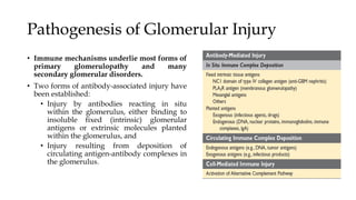 Pathogenesis of Glomerular Injury
• Immune mechanisms underlie most forms of
primary glomerulopathy and many
secondary glomerular disorders.
• Two forms of antibody-associated injury have
been established:
• Injury by antibodies reacting in situ
within the glomerulus, either binding to
insoluble fixed (intrinsic) glomerular
antigens or extrinsic molecules planted
within the glomerulus, and
• Injury resulting from deposition of
circulating antigen-antibody complexes in
the glomerulus.
 