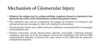Mechanism of Glomerular Injury
• Whatever the antigen may be, antigen-antibody complexes formed or deposited in the
glomeruli may elicit a local inflammatory reaction that produces injury.
• The antibodies may activate complement and engage Fc receptors on leukocytes and
perhaps glomerular mesangial or other cells, leading to inflammation.
• The glomerular lesions may exhibit leukocytic infiltration and proliferation of mesangial
and endothelial cells.
• Electron microscopy reveals electron-dense deposits, presumably containing immune
complexes, that may lie in the mesangium, between the endothelial cells and the GBM
(subendothelial deposits), or between the outer surface of the GBM and the podocytes
(subepithelial deposits).
 