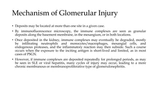 Mechanism of Glomerular Injury
• Deposits may be located at more than one site in a given case.
• By immunofluorescence microscopy, the immune complexes are seen as granular
deposits along the basement membrane, in the mesangium, or in both locations.
• Once deposited in the kidney, immune complexes may eventually be degraded, mostly
by infiltrating neutrophils and monocytes/macrophages, mesangial cells, and
endogenous proteases, and the inflammatory reaction may then subside. Such a course
occurs when the exposure to the inciting antigen is short-lived and limited, as in most
cases of PSGN.
• However, if immune complexes are deposited repeatedly for prolonged periods, as may
be seen in SLE or viral hepatitis, many cycles of injury may occur, leading to a more
chronic membranous or membranoproliferative type of glomerulonephritis.
 