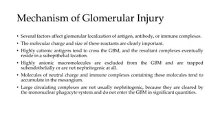 Mechanism of Glomerular Injury
• Several factors affect glomerular localization of antigen, antibody, or immune complexes.
• The molecular charge and size of these reactants are clearly important.
• Highly cationic antigens tend to cross the GBM, and the resultant complexes eventually
reside in a subepithelial location.
• Highly anionic macromolecules are excluded from the GBM and are trapped
subendothelially or are not nephritogenic at all.
• Molecules of neutral charge and immune complexes containing these molecules tend to
accumulate in the mesangium.
• Large circulating complexes are not usually nephritogenic, because they are cleared by
the mononuclear phagocyte system and do not enter the GBM in significant quantities.
 