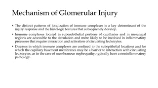 Mechanism of Glomerular Injury
• The distinct patterns of localization of immune complexes is a key determinant of the
injury response and the histologic features that subsequently develop.
• Immune complexes located in subendothelial portions of capillaries and in mesangial
regions are accessible to the circulation and more likely to be involved in inflammatory
processes that require interaction and activation of circulating leukocytes.
• Diseases in which immune complexes are confined to the subepithelial locations and for
which the capillary basement membranes may be a barrier to interaction with circulating
leukocytes, as in the case of membranous nephropathy, typically have a noninflammatory
pathology.
 