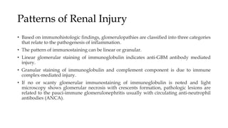 Patterns of Renal Injury
• Based on immunohistologic findings, glomerulopathies are classified into three categories
that relate to the pathogenesis of inflammation.
• The pattern of immunostaining can be linear or granular.
• Linear glomerular staining of immunoglobulin indicates anti-GBM antibody mediated
injury.
• Granular staining of immunoglobulin and complement component is due to immune
complex-mediated injury.
• If no or scanty glomerular immunostaining of immunoglobulin is noted and light
microscopy shows glomerular necrosis with crescents formation, pathologic lesions are
related to the pauci-immune glomerulonephritis usually with circulating anti-neutrophil
antibodies (ANCA).
 