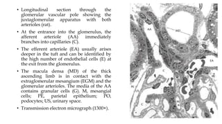 • Longitudinal section through the
glomerular vascular pole showing the
juxtaglomerular apparatus with both
arterioles (rat).
• At the entrance into the glomerulus, the
afferent arteriole (AA) immediately
branches into capillaries (C).
• The efferent arteriole (EA) usually arises
deeper in the tuft and can be identified by
the high number of endothelial cells (E) at
the exit from the glomerulus.
• The macula densa (MD) of the thick
ascending limb is in contact with the
extraglomerular mesangium (EGM) and the
glomerular arterioles. The media of the AA
contains granular cells (G). M, mesangial
cells; PE, parietal epithelium; PO,
podocytes; US, urinary space.
• Transmission electron micrograph (1300×).
 