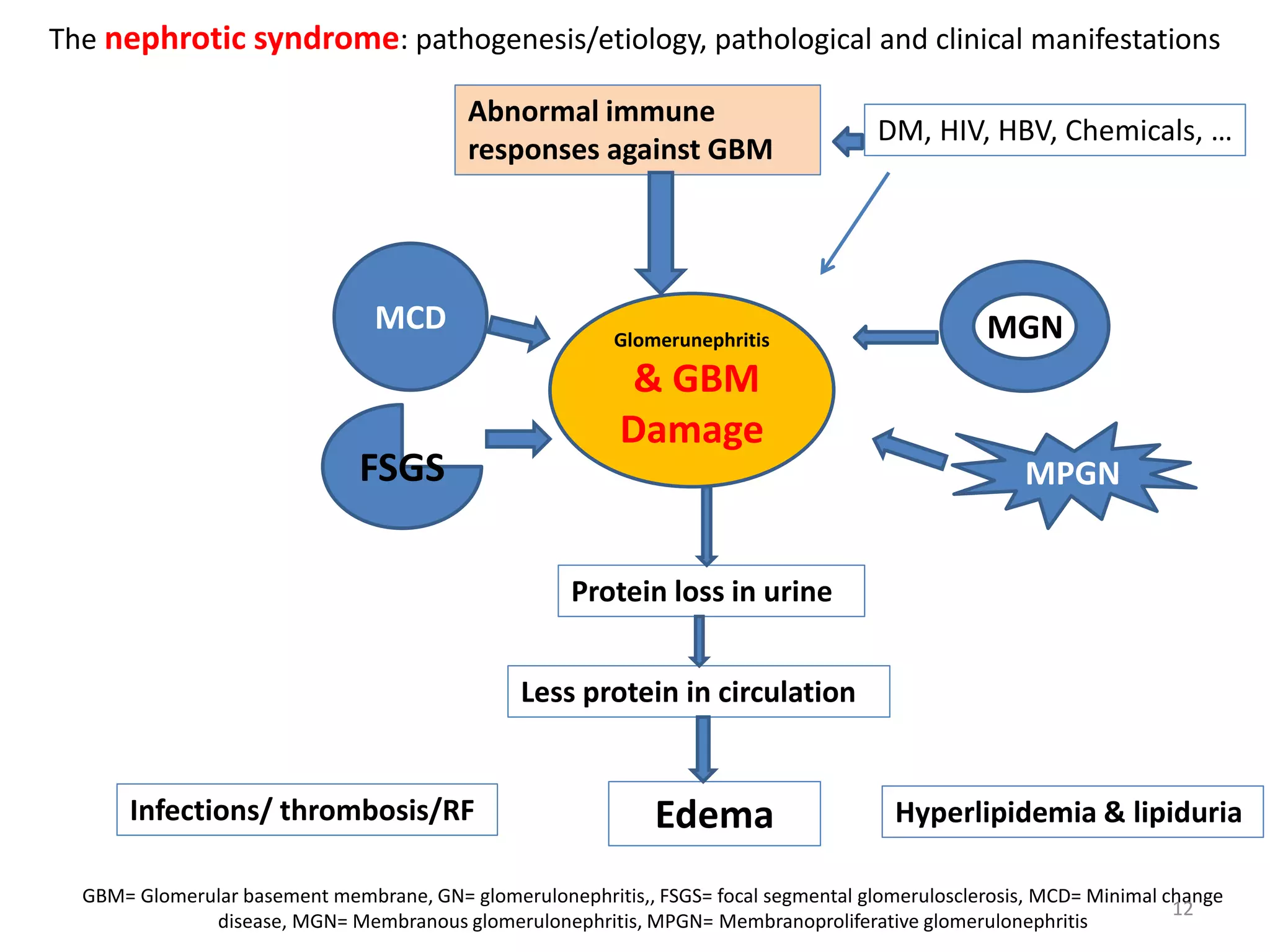 The nephrotic syndrome: pathogenesis/etiology, pathological and clinical manifestations
GBM= Glomerular basement membrane, GN= glomerulonephritis,, FSGS= focal segmental glomerulosclerosis, MCD= Minimal change
disease, MGN= Membranous glomerulonephritis, MPGN= Membranoproliferative glomerulonephritis
12
Abnormal immune
responses against GBM
DM, HIV, HBV, Chemicals, …
Protein loss in urine
Less protein in circulation
EdemaInfections/ thrombosis/RF Hyperlipidemia & lipiduria
Glomerunephritis
& GBM
Damage
MPGNFSGS
MGNMCD
 