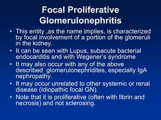 Focal Proliferative
Glomerulonephritis
• This entity ,as the name implies, is characterized
by focal involvement of a portion of the glomeruli
in the kidney.
• It can be seen with Lupus, subacute bacterial
endocarditis and with Wegener’s syndrome
• It may also occur with any of the above
described glomerulonephridites, especially IgA
nephropathy.
• It may occur unrelated to other systemic or renal
disease (Idiopathic focal GN).
• Note that it is proliferative (often with fibrin and
necrosis) and not sclerosing.
 