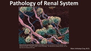 Glomeruli and associated blood vessels in the kidney (colorized scanning electron micrograph). From
Widmaier EP, Raff H , Strang KT. Vander’s Human Physiology : The Mechanisms of Body Function, 14th ed.
New York, NY: McGraw-Hill, 2016.
Pathology of Renal System
Marc Imhotep Cray, M.D.
 