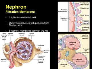 Nephron
Filtration Membrane
• Capillaries are fenestrated
• Overlying podocytes with pedicels form
filtration slits
• Basement membrane between the two
 