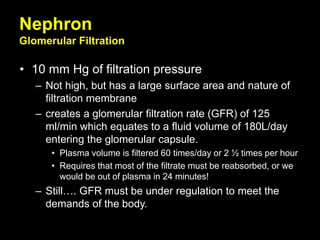 Nephron
Glomerular Filtration
• 10 mm Hg of filtration pressure
– Not high, but has a large surface area and nature of
filtration membrane
– creates a glomerular filtration rate (GFR) of 125
ml/min which equates to a fluid volume of 180L/day
entering the glomerular capsule.
• Plasma volume is filtered 60 times/day or 2 ½ times per hour
• Requires that most of the filtrate must be reabsorbed, or we
would be out of plasma in 24 minutes!
– Still…. GFR must be under regulation to meet the
demands of the body.
 