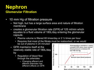 Nephron
Glomerular Filtration
• 10 mm Hg of filtration pressure
– Not high, but has a large surface area and nature of filtration
membrane
– creates a glomerular filtration rate (GFR) of 125 ml/min which
equates to a fluid volume of 180L/day entering the glomerular
capsule.
• Plasma volume is filtered 60 times/day or 2 ½ times per hour
• Requires that most of the filtrate must be reabsorbed, or we would
be out of plasma in 24 minutes!
– GFR maintains itself at the
relatively stable rate of 180L/day
by
• Regulation of blood flow
through the arterioles
– Changing afferent and
efferent arterioles has
different effects on GFR
 