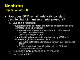 Nephron
Regulation of GFR
• How does GFR remain relatively constant
despite changing mean arterial pressure?
1. Myogenic response
• Typical response to stretch of arteriolar smooth muscle due
to increased blood pressure:
– increase stretch results in smooth muscle contraction and
decreased arteriole diameter
– Causes a reduction in GFR
• If arteriole blood pressure decreases slightly, GFR only
increases slightly as arterioles dilate
– Due to the fact that the arterioles are normally close to maximal
dilation
– Further drop in bp (below 80mmHg) reduced GFR and
conserves plasma volume
2. Tubulooglomerular feedback at the JGA
3. Hormones & ANS
 
