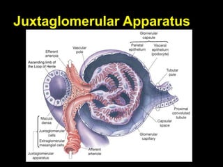 Juxtaglomerular Apparatus
 