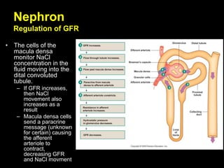 Nephron
Regulation of GFR
• The cells of the
macula densa
monitor NaCl
concentration in the
fluid moving into the
dital convoluted
tubule.
– If GFR increases,
then NaCl
movement also
increases as a
result
– Macula densa cells
send a paracrine
message (unknown
for certain) causing
the afferent
arteriole to
contract,
decreasing GFR
and NaCl movment
 