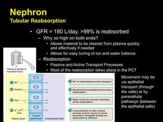 • GFR = 180 L/day, >99% is reabsorbed
– Why so high on both ends?
• Allows material to be cleared from plasma quickly
and effectively if needed
• Allows for easy tuning of ion and water balance
– Reabsorption
• Passive and Active Transport Processes
• Most of the reabsorption takes place in the PCT
Nephron
Tubular Reabsorption
Movement may be
via epithelial
transport (through
the cells) or by
paracellular
pathways (between
the epithelial cells)
 