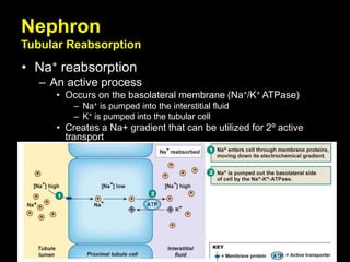 Nephron
Tubular Reabsorption
• Na+ reabsorption
– An active process
• Occurs on the basolateral membrane (Na+/K+ ATPase)
– Na+ is pumped into the interstitial fluid
– K+ is pumped into the tubular cell
• Creates a Na+ gradient that can be utilized for 2º active
transport
 