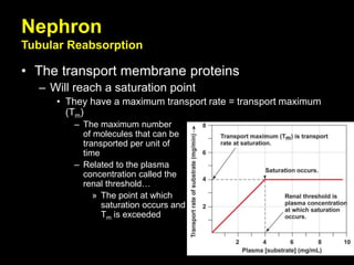 Nephron
Tubular Reabsorption
• The transport membrane proteins
– Will reach a saturation point
• They have a maximum transport rate = transport maximum
(Tm)
– The maximum number
of molecules that can be
transported per unit of
time
– Related to the plasma
concentration called the
renal threshold…
» The point at which
saturation occurs and
Tm is exceeded
 