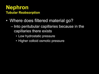 Nephron
Tubular Reabsorption
• Where does filtered material go?
– Into peritubular capillaries because in the
capillaries there exists
• Low hydrostatic pressure
• Higher colloid osmotic pressure
 