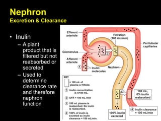 Nephron
Excretion & Clearance
• Inulin
– A plant
product that is
filtered but not
reabsorbed or
secreted
– Used to
determine
clearance rate
and therefore
nephron
function
 