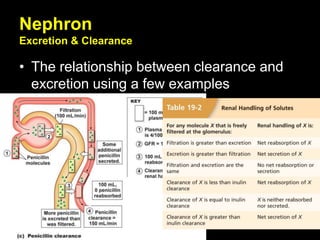 Nephron
Excretion & Clearance
• The relationship between clearance and
excretion using a few examples
 