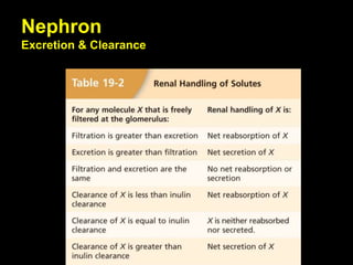 Nephron
Excretion & Clearance
 