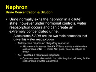 Nephron
Urine Concentration & Dilution
• Urine normally exits the nephron in a dilute
state, however under hormonal controls, water
reabsorption occurs and can create an
extremely concentrated urine.
– Aldosterone & ADH are the two main hormones that
drive this water reabsorption
• Aldosterone creates an obligatory response
– Aldosterone increases Na+/K+ ATPase activity and therefore
reabsorption of Na+… where Na+ goes, water is obliged to
follow
• ADH creates a facultative response
– Opens up water channels in the collecting duct, allowing for the
reabsorption of water via osmosis
 