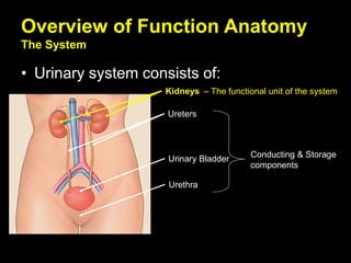 Overview of Function Anatomy
The System
• Urinary system consists of:
Kidneys
Ureters
Urinary Bladder
Urethra
– The functional unit of the system
Conducting & Storage
components
 