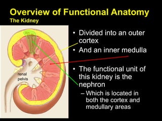 Overview of Functional Anatomy
The Kidney
• Divided into an outer
cortex
• And an inner medulla
• The functional unit of
this kidney is the
nephron
– Which is located in
both the cortex and
medullary areas
renal
pelvis
 