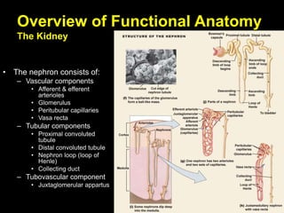 Overview of Functional Anatomy
The Kidney
• The nephron consists of:
– Vascular components
• Afferent & efferent
arterioles
• Glomerulus
• Peritubular capillaries
• Vasa recta
– Tubular components
• Proximal convoluted
tubule
• Distal convoluted tubule
• Nephron loop (loop of
Henle)
• Collecting duct
– Tubovascular component
• Juxtaglomerular appartus
 