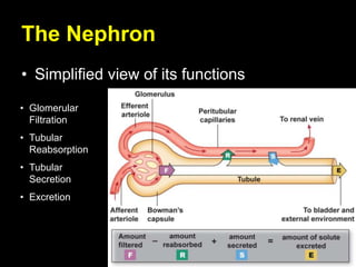 The Nephron
• Simplified view of its functions
• Glomerular
Filtration
• Tubular
Reabsorption
• Tubular
Secretion
• Excretion
 