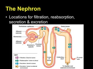 The Nephron
• Locations for filtration, reabsorption,
secretion & excretion
 