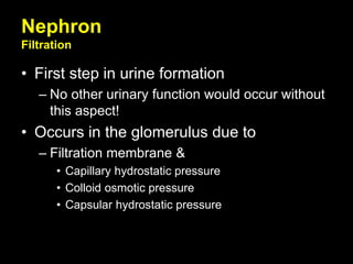 Nephron
Filtration
• First step in urine formation
– No other urinary function would occur without
this aspect!
• Occurs in the glomerulus due to
– Filtration membrane &
• Capillary hydrostatic pressure
• Colloid osmotic pressure
• Capsular hydrostatic pressure
 