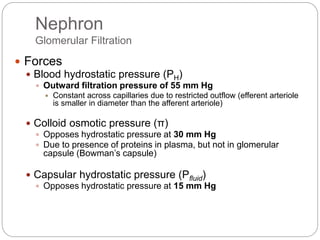 Nephron
Glomerular Filtration
 Forces
 Blood hydrostatic pressure (PH)
 Outward filtration pressure of 55 mm Hg
 Constant across capillaries due to restricted outflow (efferent arteriole
is smaller in diameter than the afferent arteriole)
 Colloid osmotic pressure (π)
 Opposes hydrostatic pressure at 30 mm Hg
 Due to presence of proteins in plasma, but not in glomerular
capsule (Bowman’s capsule)
 Capsular hydrostatic pressure (Pfluid)
 Opposes hydrostatic pressure at 15 mm Hg
 
